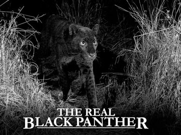 The Real Black Panther